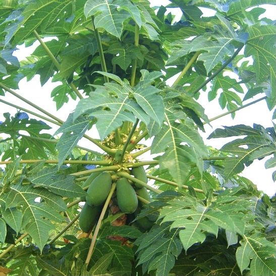 A generic square placeholder image with rounded corners in a figure.